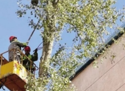 春意浓杨絮飞，绿化人员登上升降平台车修剪杨树枝